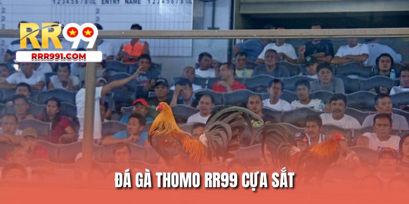 Đá gà Thomo RR99 cựa sắt