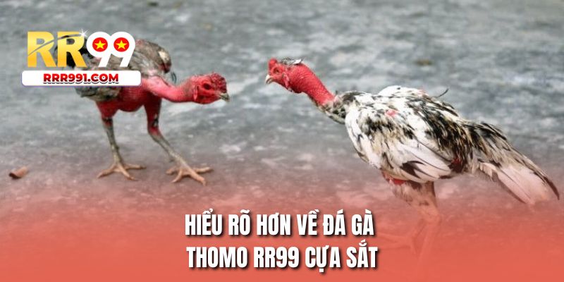 Hiểu rõ hơn về đá gà thomo RR99 cựa sắt