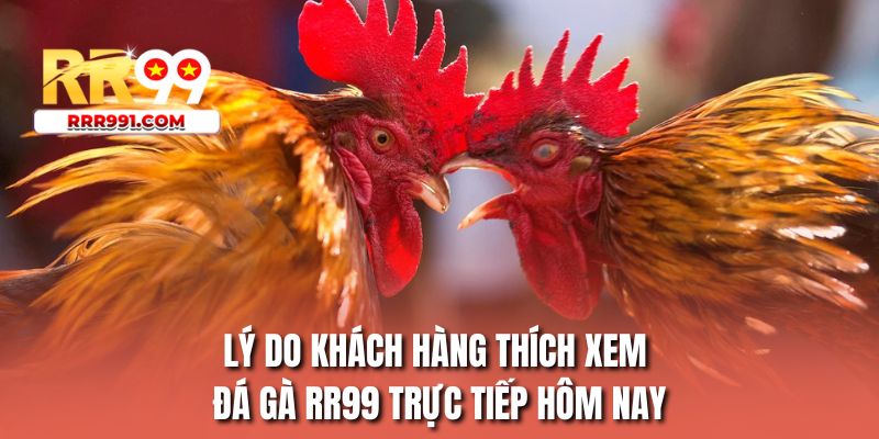 Lý do khách hàng thích xem đá gà RR99 trực tiếp hôm nay